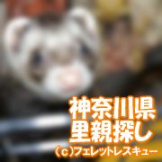 里親募集中